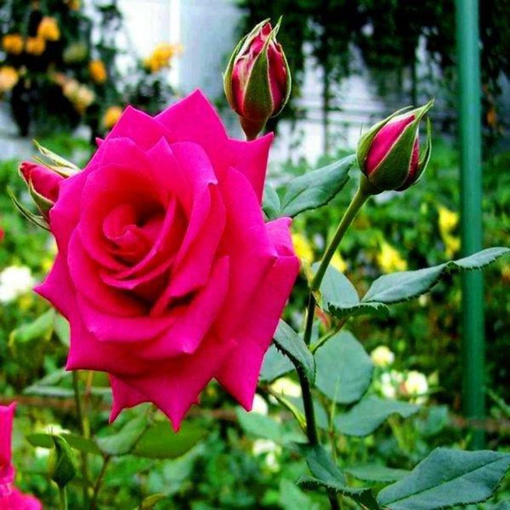 Meet your Posher, Danelia